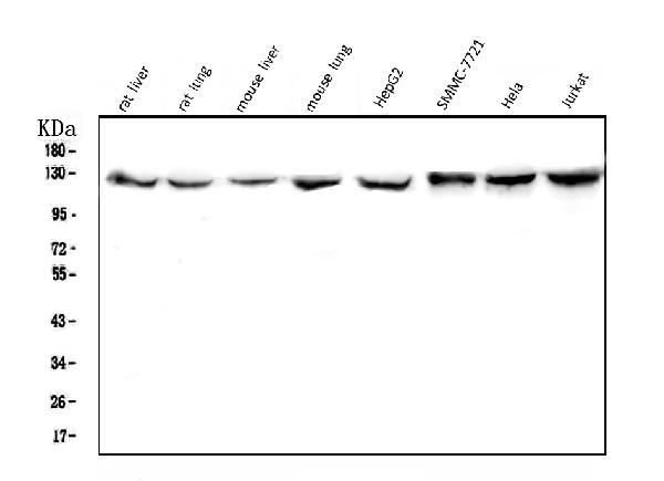 Western blot analysis of CRM1 using anti-CRM1 antibody (M01180).