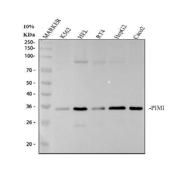 m01184 pim1 primary antibodies wb testing 1