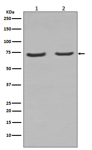 m01187 1 wb