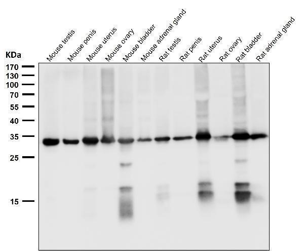 m01187 1 wb8