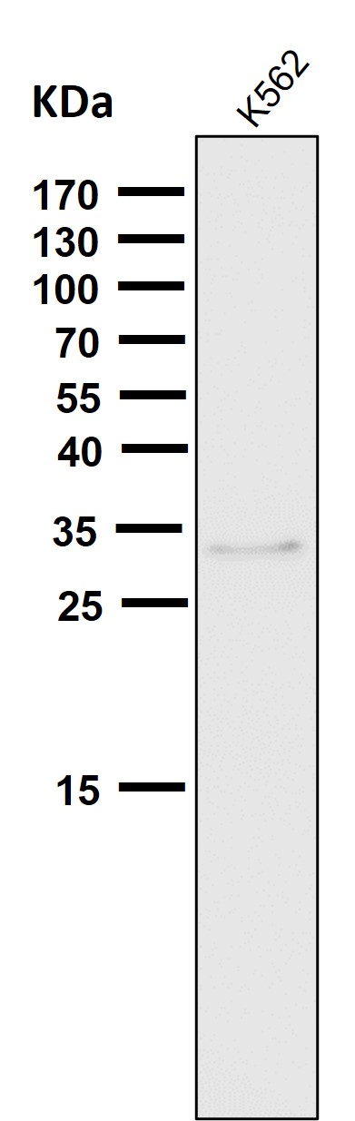 m01187 1 wb9
