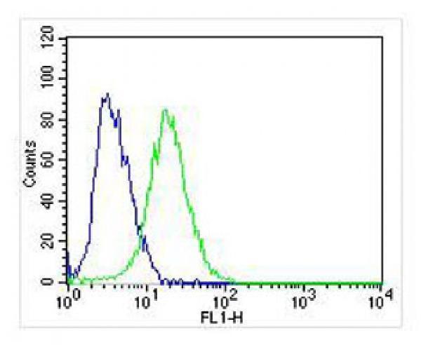 m01187 2 anti ngfr antibody c term fc testing 2