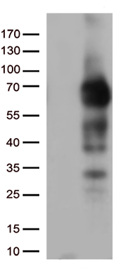 m01187 3 anti p75 ngf receptor ngfr mouse monoclonal antibody clone id oti2h6 wb testing 1