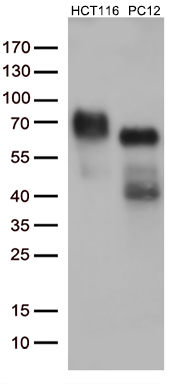 m01187 3 anti p75 ngf receptor ngfr mouse monoclonal antibody clone id oti2h6 wb testing 2