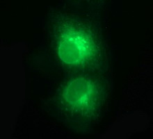 m01188 1 anti cd1c mouse monoclonal antibody clone id oti2f4 if testing 7