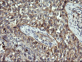 m01188 1 anti cd1c mouse monoclonal antibody clone id oti2f4 ihc testing 3