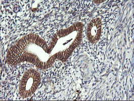 m01188 1 anti cd1c mouse monoclonal antibody clone id oti2f4 ihc testing 4