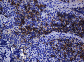 m01188 1 anti cd1c mouse monoclonal antibody clone id oti2f4 ihc testing 6