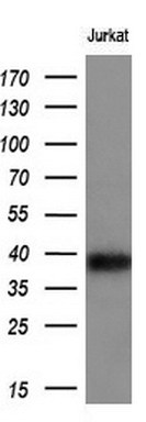 m01188 1 anti cd1c mouse monoclonal antibody clone id oti2f4 wb testing 2