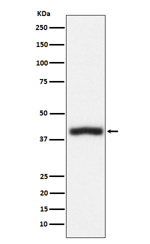 m01188 3 wb