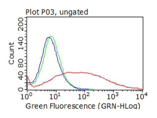 HEK293T cells transfected with either CD36 (Myc-DDK-tagged) overexpress plasmid (Red)