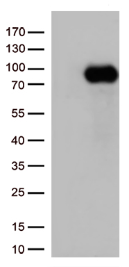 m01189 1 anti cd36 mouse monoclonal antibody clone id oti3f4 wb testing 1