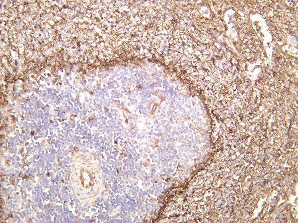 Rat spleen was stained with anti-CD36 rabbit antibody