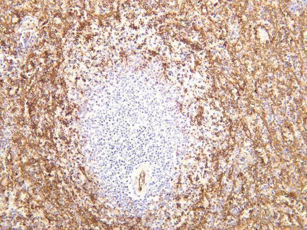 Human spleen was stained with anti-CD36 rabbit antibody