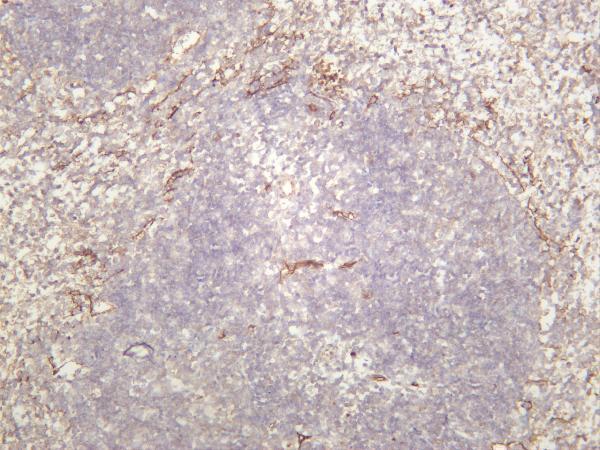 Mouse spleen was stained with anti-CD36 rabbit antibody