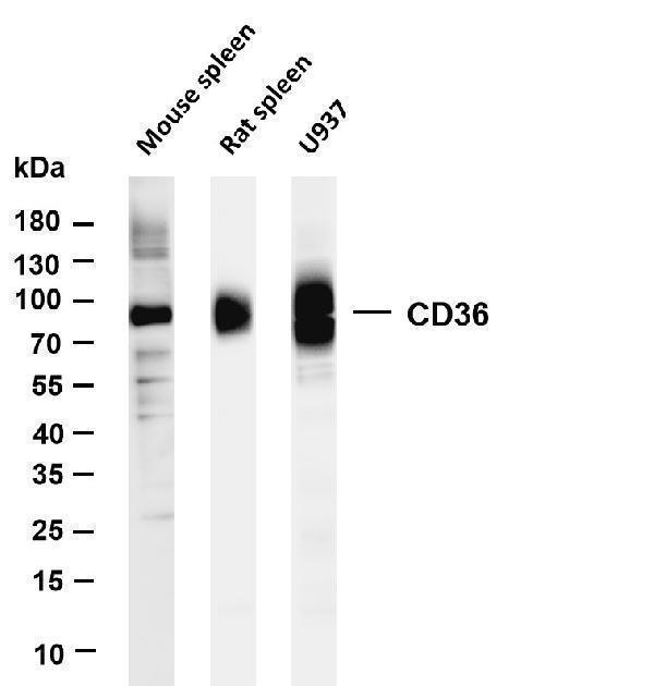 m01189 3 cd36 primary antibodies wb testing 1