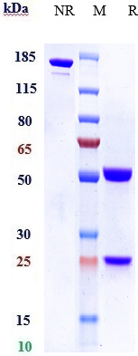 Anti-FGF19 Reference Antibody (1A6) on SDS-PAGE under reducing (R) condition