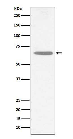 m01192 wb