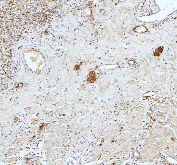 m01194 stmn1 primary antibodies ihc testing 8