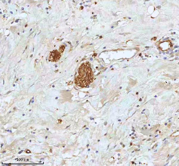 m01194 stmn1 primary antibodies ihc testing 9