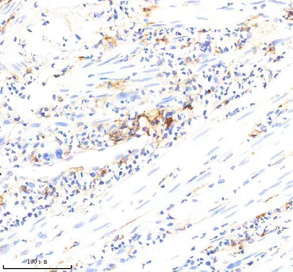 m01195 2 hla dra primary antibodies ihc testing 2