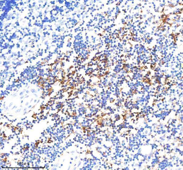 m01195 2 hla dra primary antibodies ihc testing 4