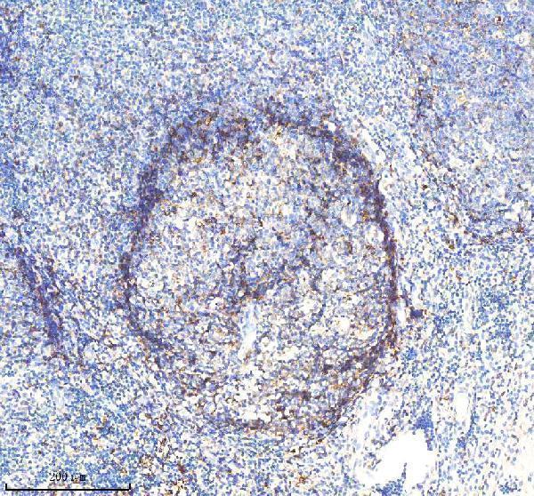 m01195 2 hla dra primary antibodies ihc testing 5