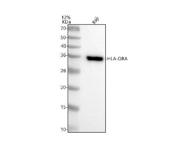 m01195 2 hla dra primary antibodies wb testing 1