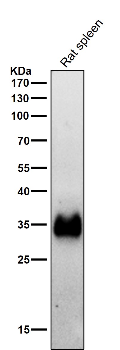 m01195 2 wb7