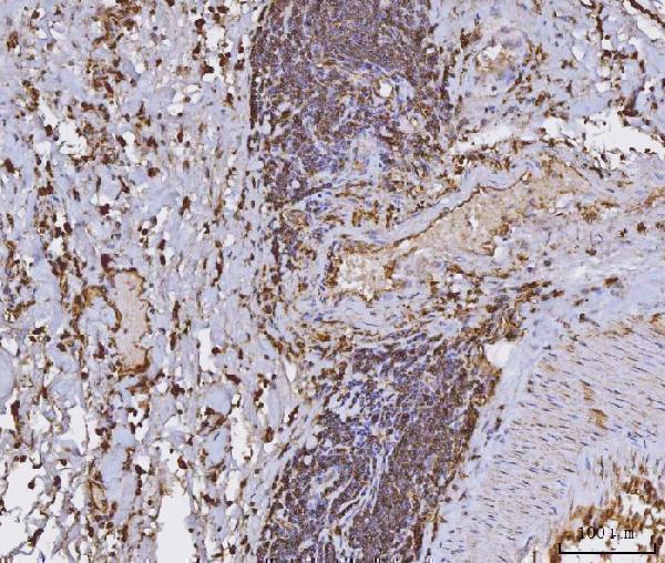 m01195 3 hla dr primary antibodies ihc testing 4
