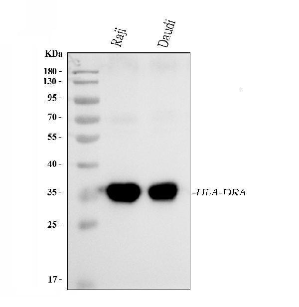  Western blot analysis of HLA-DRA using anti-HLA-DRA antibody (M01195-3)