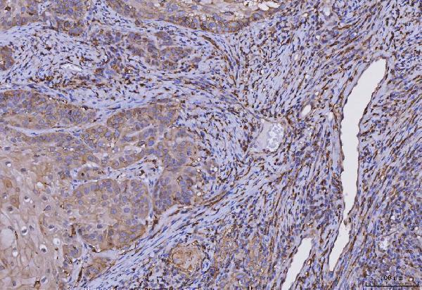 m01195 4 hla dra primary antibodies ihc testing 5