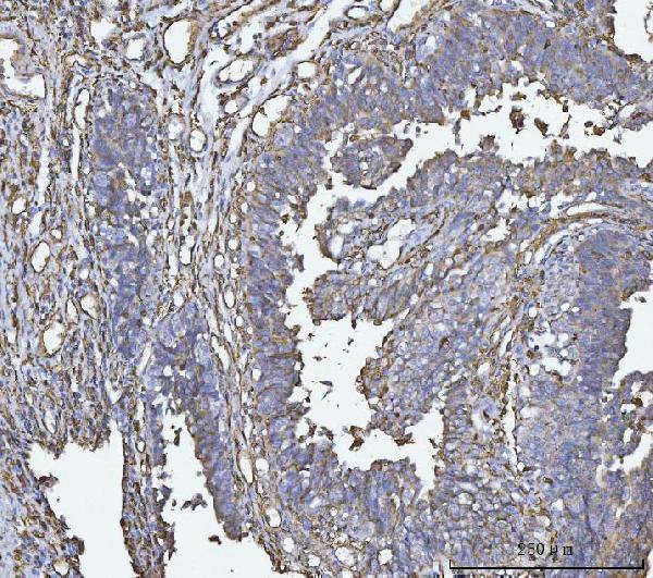 m01195 4 hla dra primary antibodies ihc testing 6
