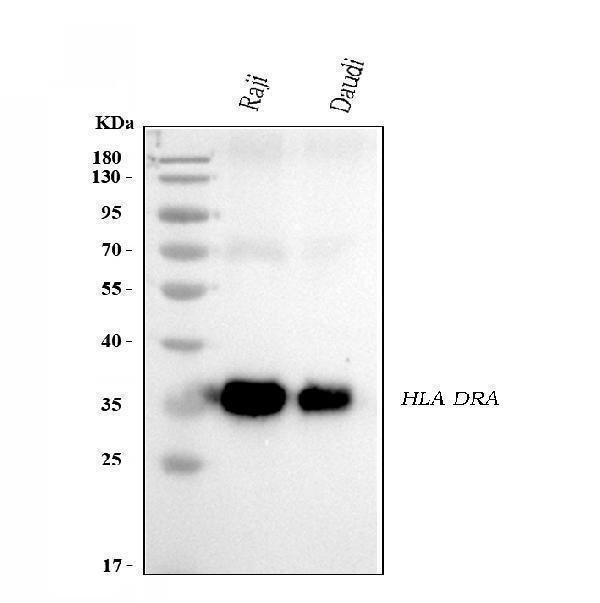  Western blot analysis of HLA-DRA using anti-HLA-DRA antibody (M01195-4)