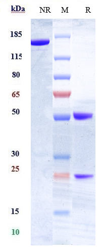 Anti-HLA-DR Reference Antibody (IMMU-114) on SDS-PAGE under reducing (R) condition