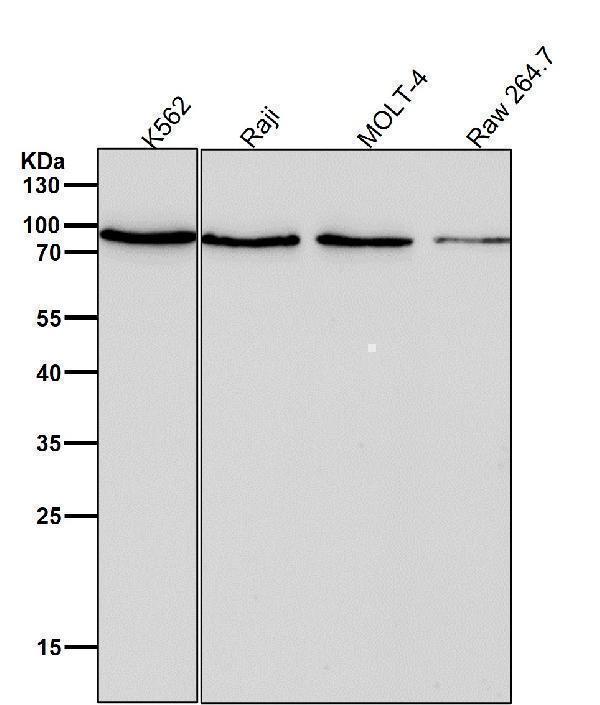 All lanes use the Antibody at 1:2K dilution for 1 hour at room temperature