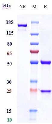 Anti-PRLR/Prolactin Receptor Reference Antibody (rolinsatamab) on SDS-PAGE under reducing (R) condition