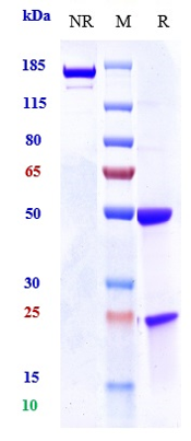 Anti-PRLR/Prolactin Receptor Reference Antibody (BAY 1158061) on SDS-PAGE under reducing (R) condition