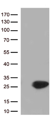 m01197 anti cytoglobin cygb mouse monoclonal antibody clone id oti5g1 wb testing 1
