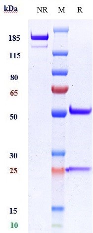 Anti-VCAM1/CD106 Reference Antibody (Hanwha patent anti-VCAM-1) on SDS-PAGE under reducing (R) condition