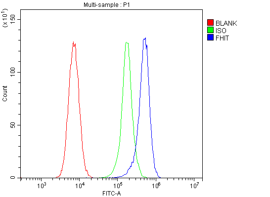  Flow Cytometry analysis of 293T cells using anti-FHIT antibody (M01200)