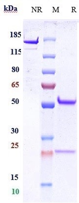 Anti-CD9 Reference Antibody (Genentech patent anti-CD9) on SDS-PAGE under reducing (R) condition