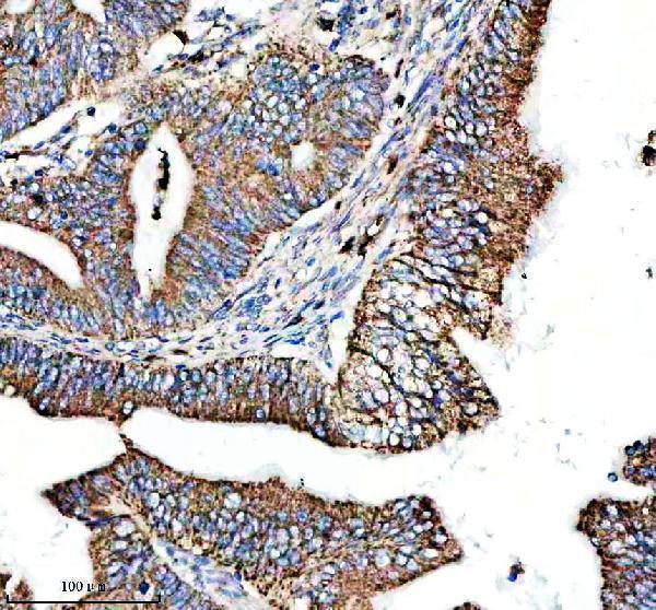 m01202 cd9 primary antibodies ihc testing 2