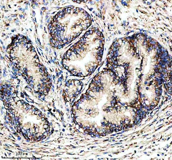 m01202 cd9 primary antibodies ihc testing 3