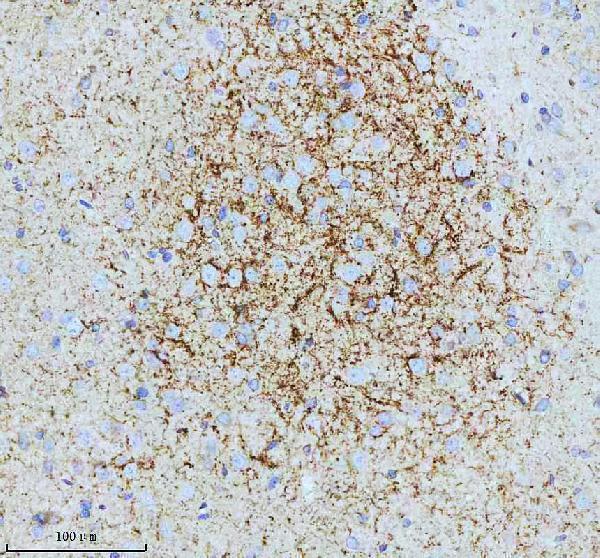 m01202 cd9 primary antibodies ihc testing 4