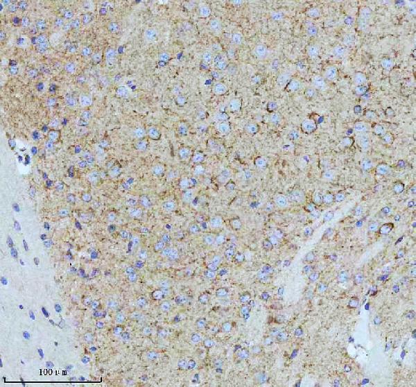 m01202 cd9 primary antibodies ihc testing 5