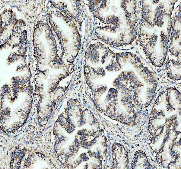m01202 cd9 primary antibodies ihc testing 6