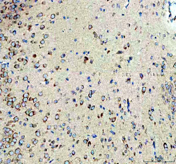 m01202 cd9 primary antibodies ihc testing 7