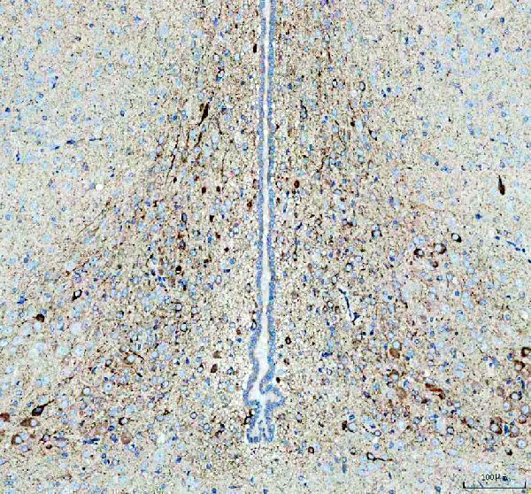 m01202 cd9 primary antibodies ihc testing 8