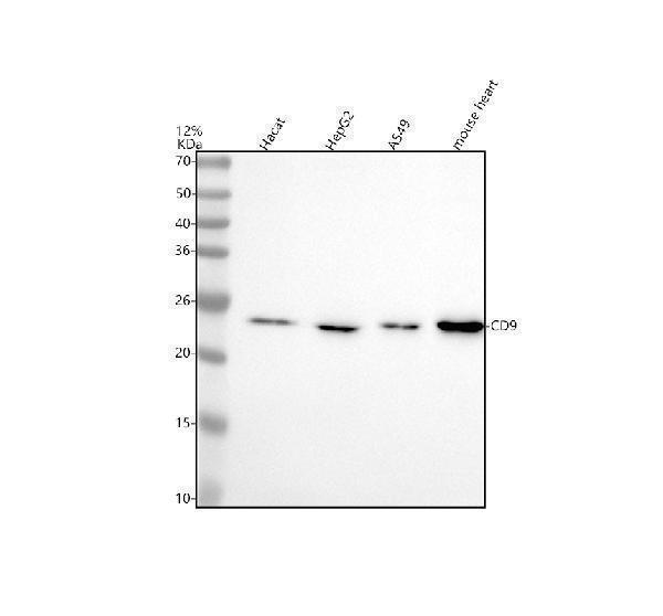  Western blot analysis of CD9 using anti-CD9 antibody (M01202)